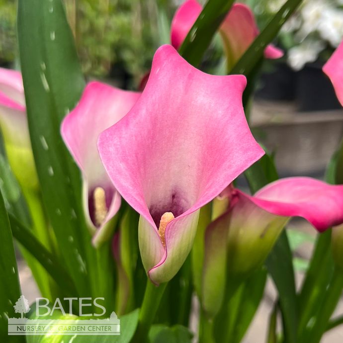 Tropical #2 Zantedeschia Captain Pink/ Calla Lily