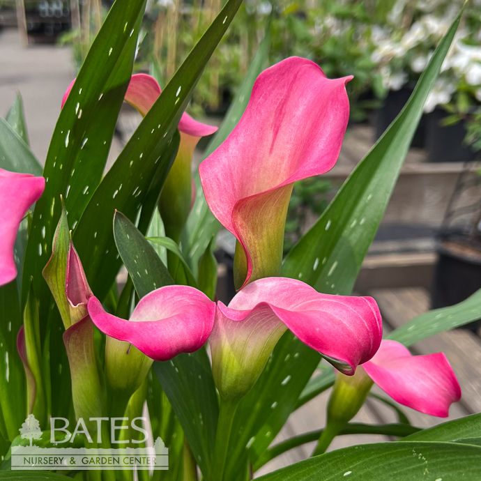 Tropical #2 Zantedeschia Captain Pink/ Calla Lily