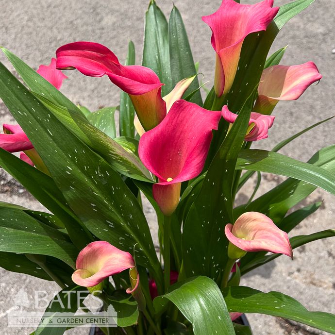 Tropical #2 Zantedeschia Captain Red/ Calla Lily