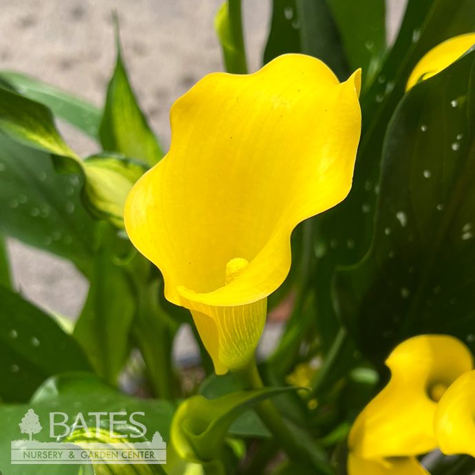 Tropical #2 Zantedeschia Captain Yellow/ Calla Lily