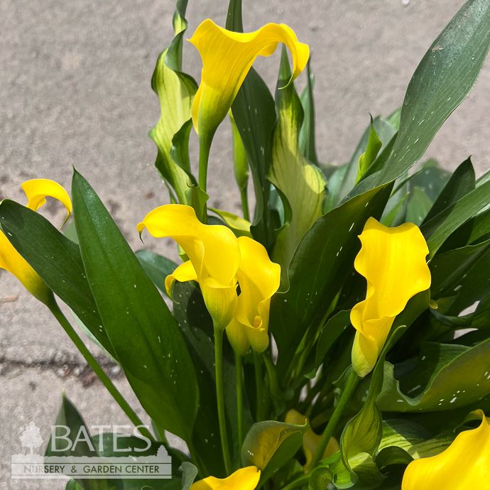 Tropical #2 Zantedeschia Captain Yellow/ Calla Lily