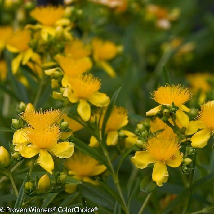 #2 Hypericum x PW Sunny Boulevard/ St. John&#39;s Wort
