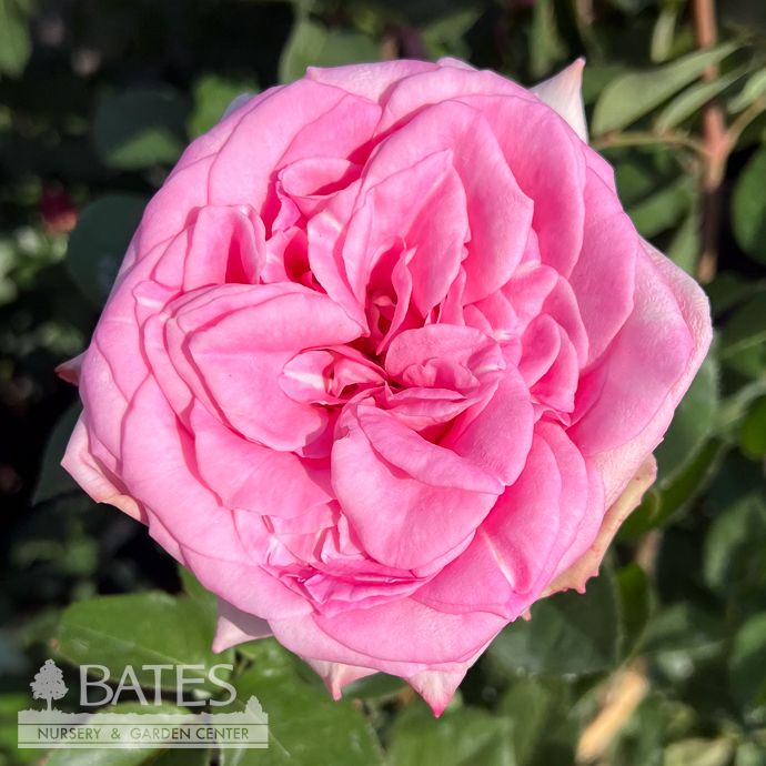 #3 Rosa Eleganza &#39;Beverly&#39;/ Pink Hybrid Tea Rose - No Warranty