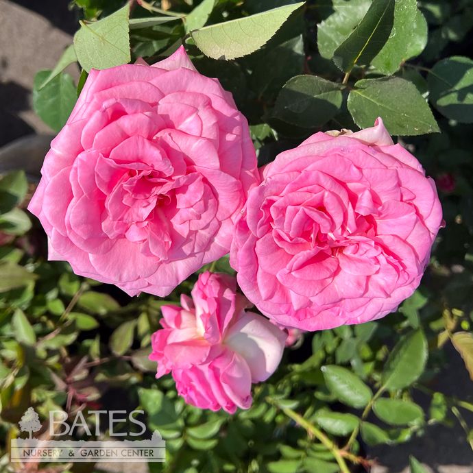 #3 Rosa Eleganza &#39;Beverly&#39;/ Pink Hybrid Tea Rose - No Warranty
