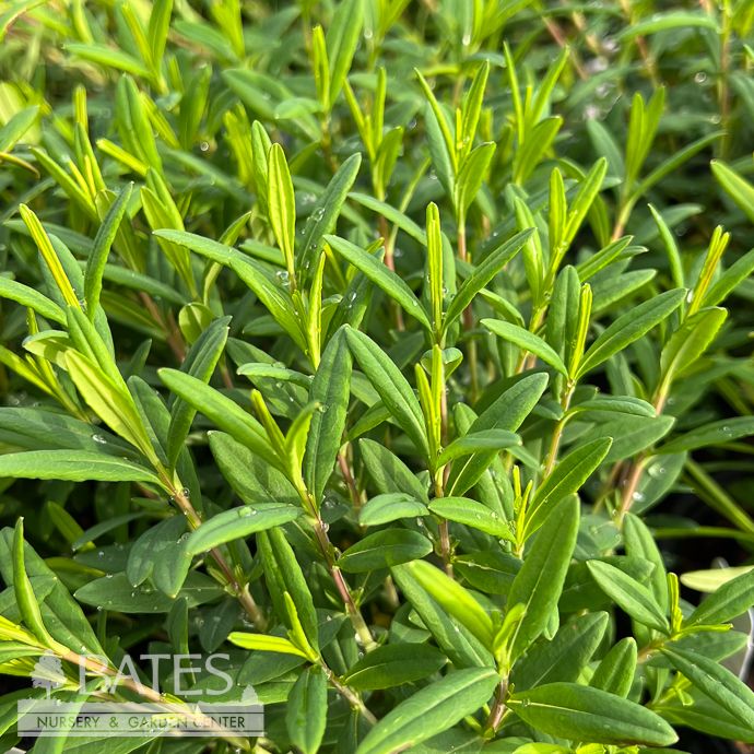 #1 Hypericum prolificum/ Shrubby St. John&#39;s Wort Native (TN)