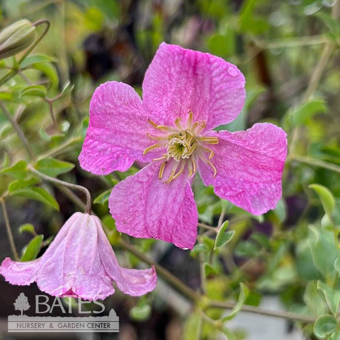 #2 Clematis x PW Pink Mink