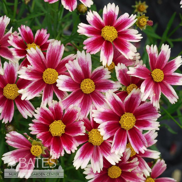 #1 Coreopsis x Li&#39;l Bang &#39;Candy Stripes&#39;/ Pink, White Compact Tickseed