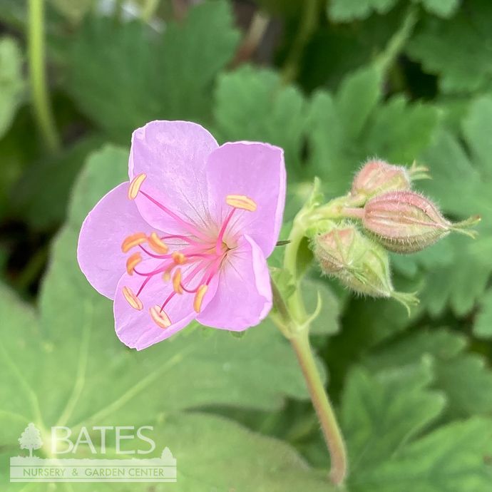 #1 Geranium macro Ingwersen&#39;s Variety/ Pink Cranesbill