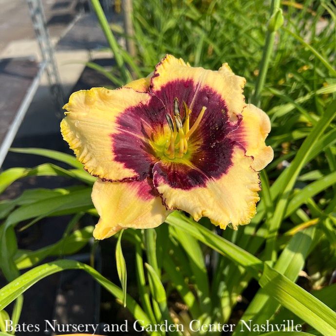 #1 Hemerocallis Blackthorne/Daylily