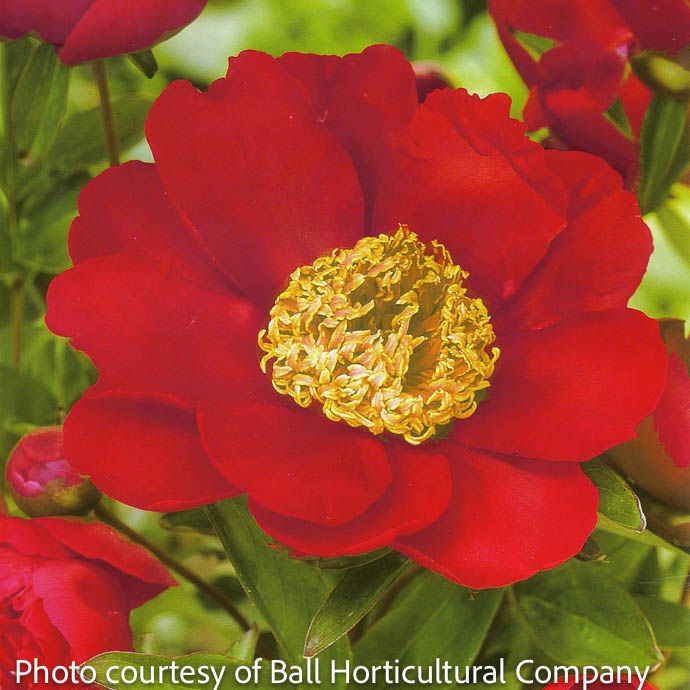 #1 Paeonia lactiflora Nippon Beauty/ Single Red Peony