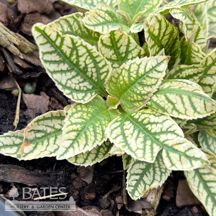 citrus limon variegata Lemon 'Variegated Pink' (Citrus limon) main image 1