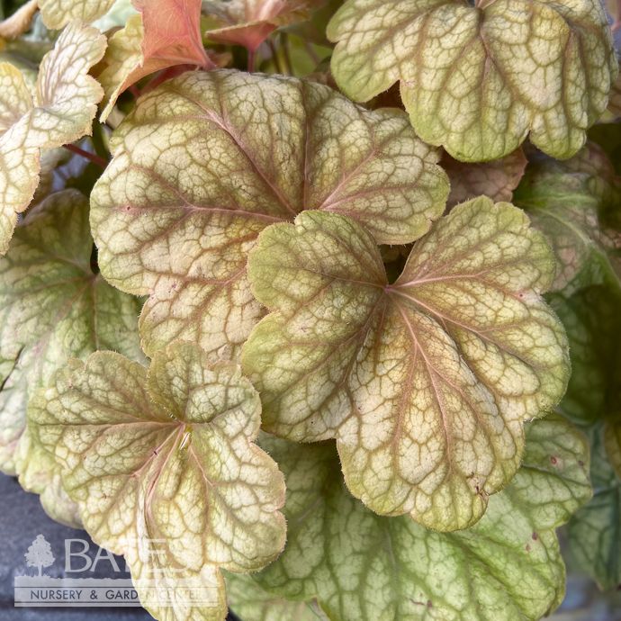 QP Heuchera x Champagne/ Coral Bells
