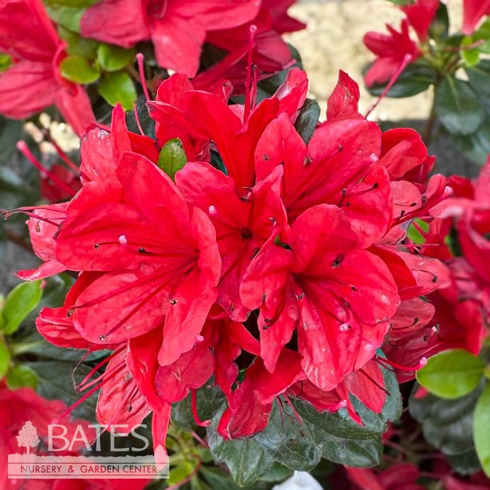 #1 Azalea x Hino Sunrise/ Orange