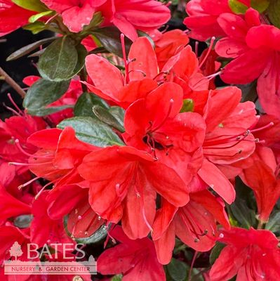 1 Azalea x Hino Sunrise/ Orange