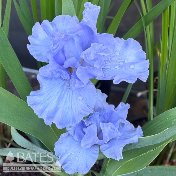 #1 Iris germ Fathom/ Blue German Bearded