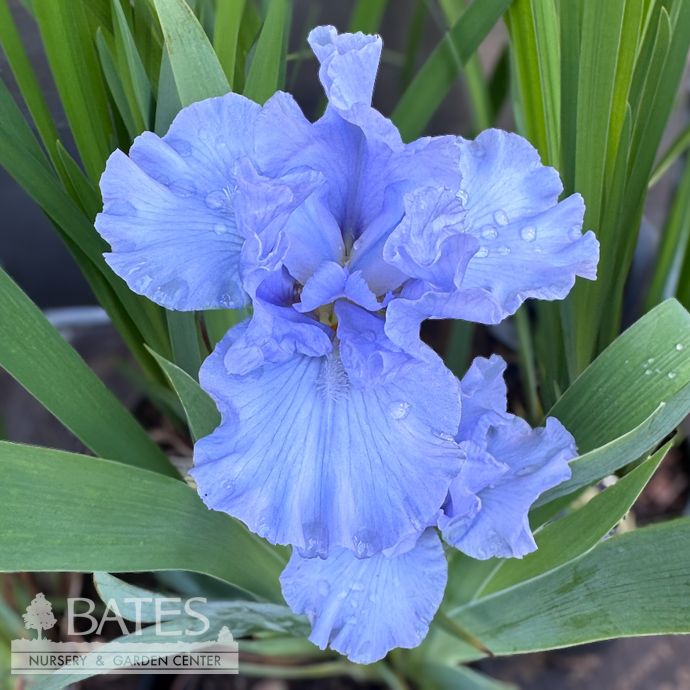 #1 Iris germ Fathom/ Blue German Bearded