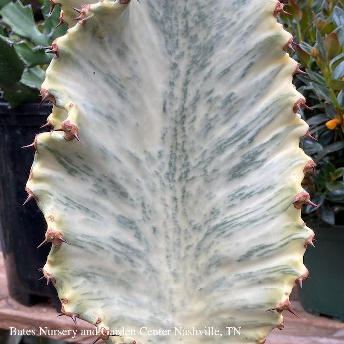14p!/#7 Euphorbia Ammak Variegated  / Cactus /Tropical