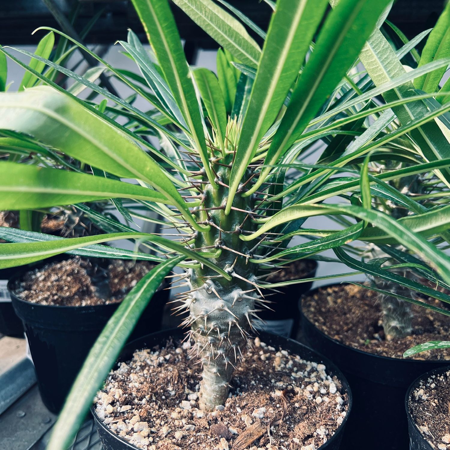 6p! Cactus Pachypodium lamerei /Madagascar Palm /Tropical