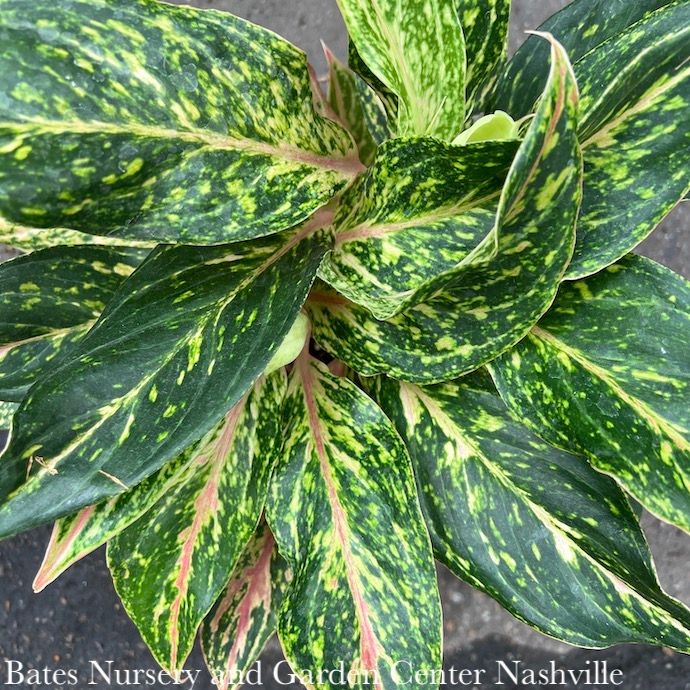 6p! Aglaonema Sparkling Sarah / Chinese Evergreen /Tropical