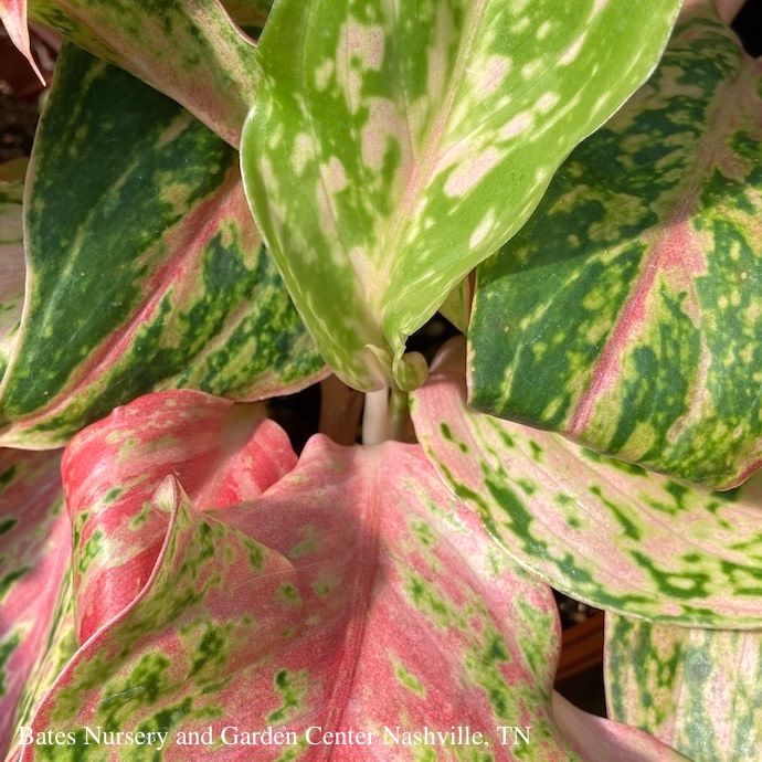 6p! Aglaonema Sparkling Sarah / Chinese Evergreen /Tropical