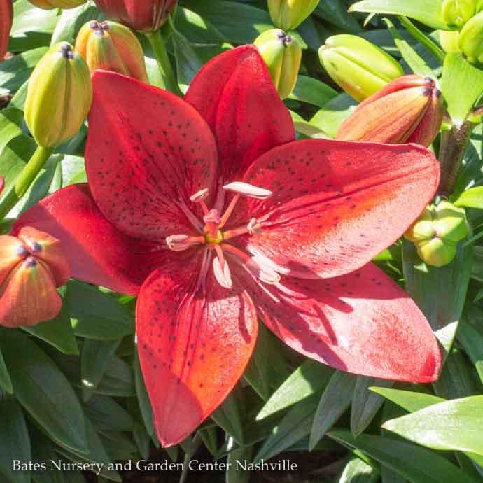 #1 Lilium asiatic Tiny Comfort/ Red Lily