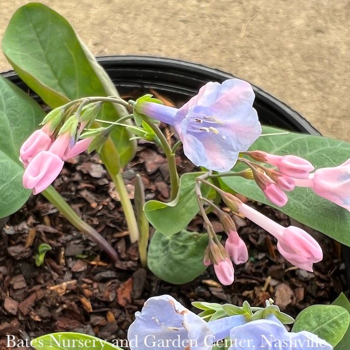 #1 Mertensia virginica/ Virginia Bluebell Ephemeral Native (TN)