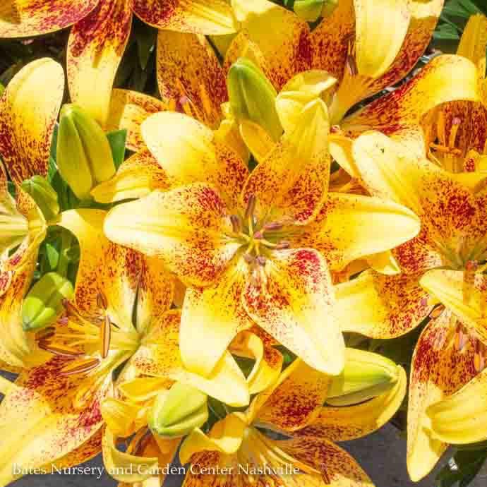 1 Lilium asiatic Tiny Nugget/ Yellow Red Lily