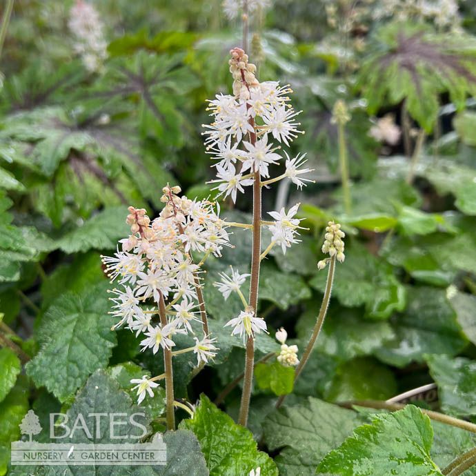 QP Tiarella cordifolia/ Foam Flower Native (TN)