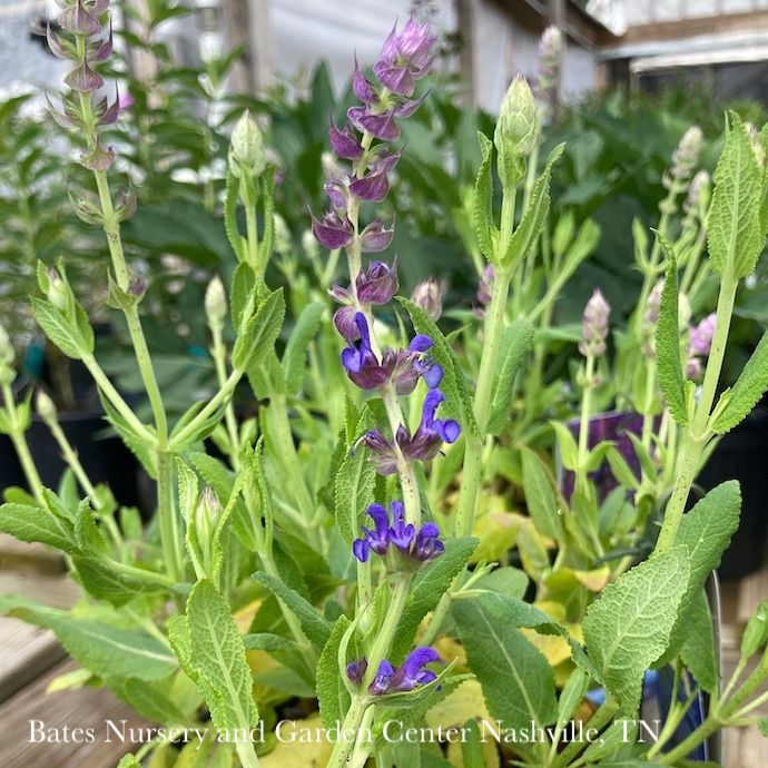 #1 Salvia nem Apex Blue/ Meadow Sage