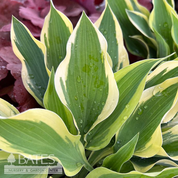#1 Hosta Silk Road/ Green, Cream Variegated
