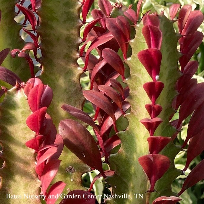 12p!/#5 Cactus Euphorbia Red Trigona / African Milk Tree /Tropical
