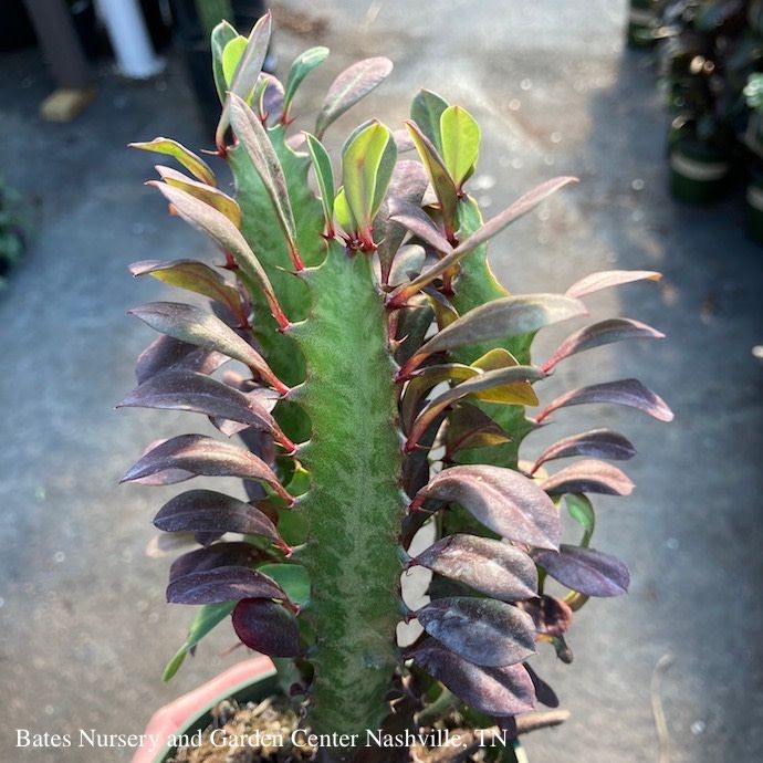 12p!/#5 Cactus Euphorbia Red Trigona / African Milk Tree /Tropical