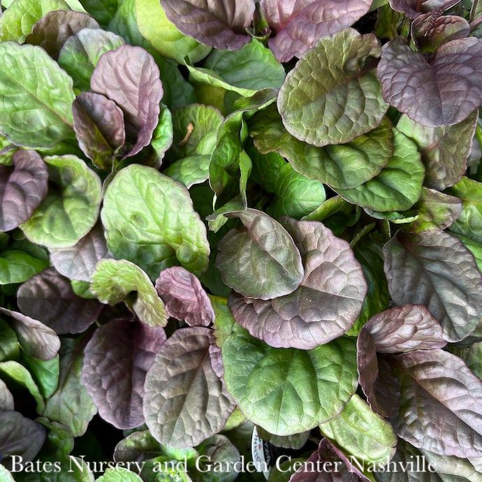 #1 Ajuga reptans PW Catlins Giant/Bugleweed