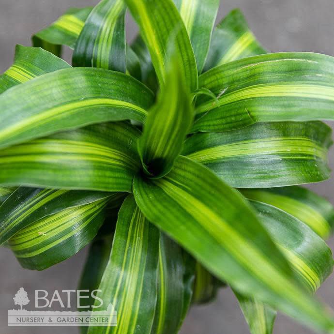 12p! Dracaena Hawaiian Sunshine Cane 3.2.1 /Tropical
