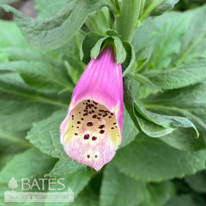 #1 Digitalis x Pink Panther/ Foxglove