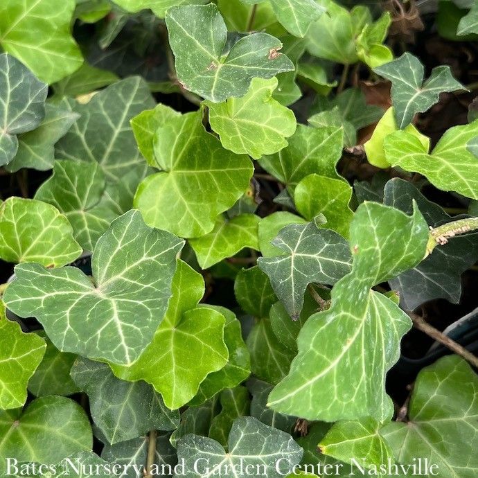 8hb! English Ivy Green /Tropical