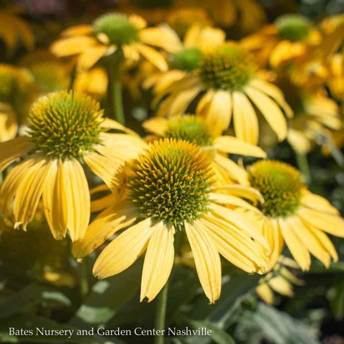 #1 Echinacea x Evolution &#39;Embers Sparks&#39;/ Yellow Coneflower