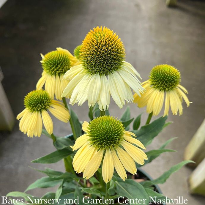 #1 Echinacea x Evolution &#39;Embers Sparks&#39;/ Yellow Coneflower