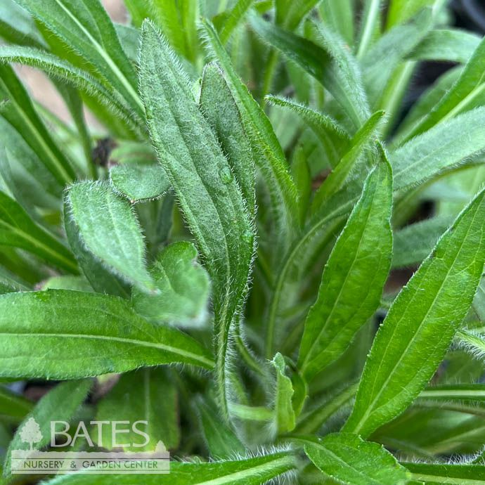 #1 Rudbeckia fulgida var fulgida AB / Black-Eyed Susan Native (TN)