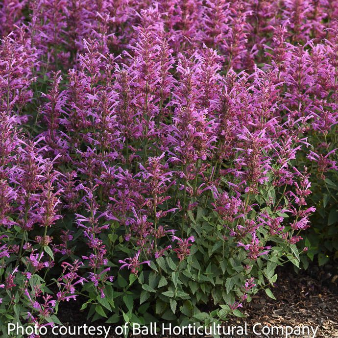 #1 Agastache mex Summerlong &#39;Lilac&#39;/ Purple Giant Hyssop