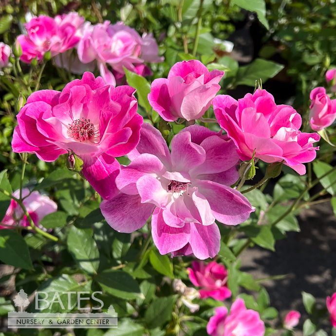 #3 Rosa BRILLIANT PINK Iceberg/ Floribunda Rose - No Warranty