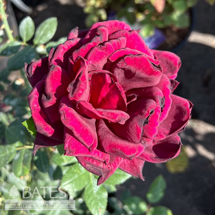 #3 Rosa Oklahoma/ Red Hybrid Tea Rose - No Warranty