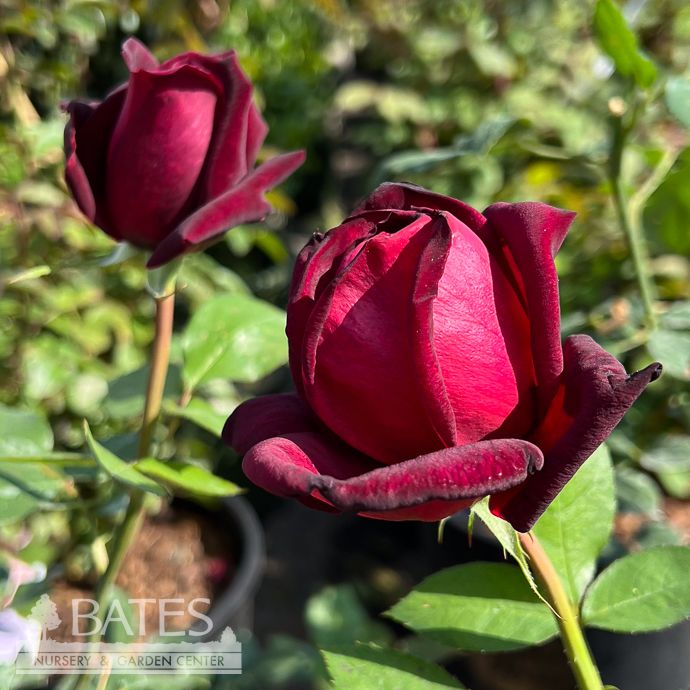 #3 Rosa Oklahoma/ Red Hybrid Tea Rose - No Warranty