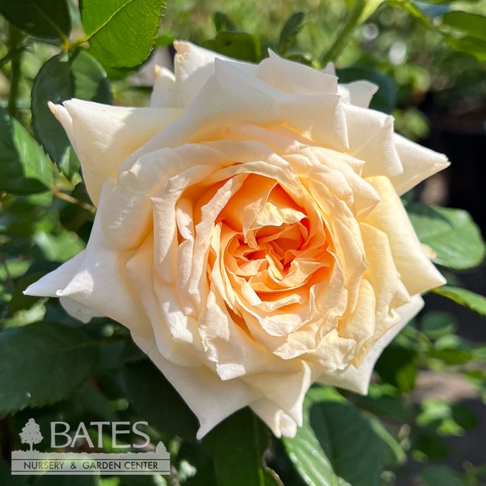 #3 Rosa Forever Amber/ Orange Floribunda Rose - No Warranty