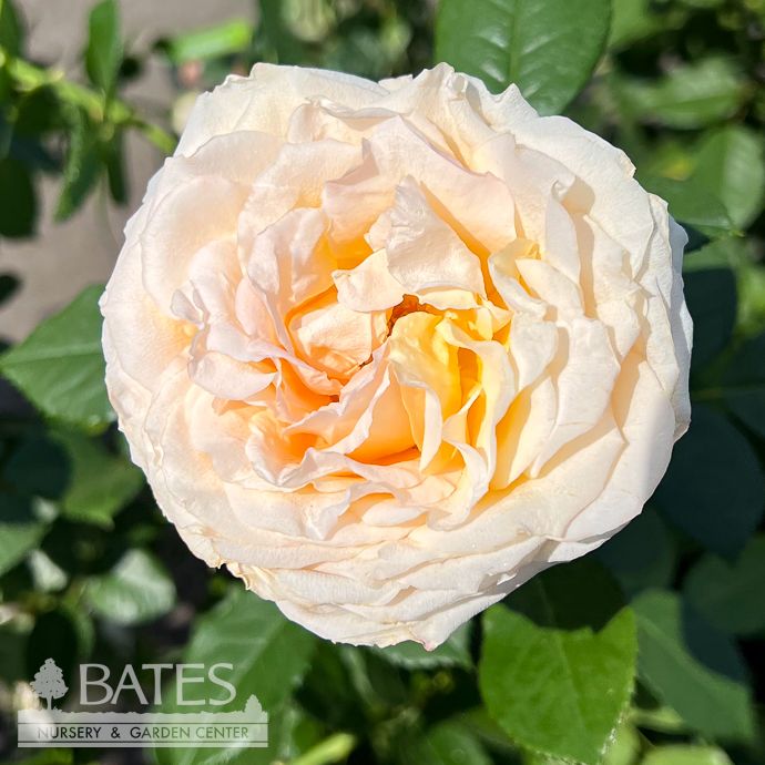 #3 Rosa Forever Amber/ Orange Floribunda Rose - No Warranty