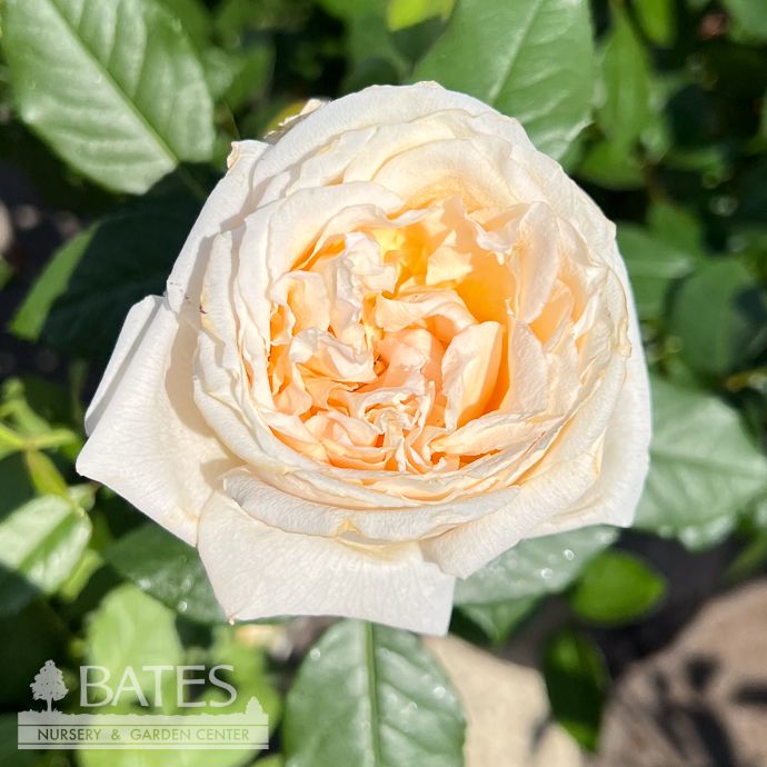 #3 Rosa Forever Amber/ Orange Floribunda Rose - No Warranty