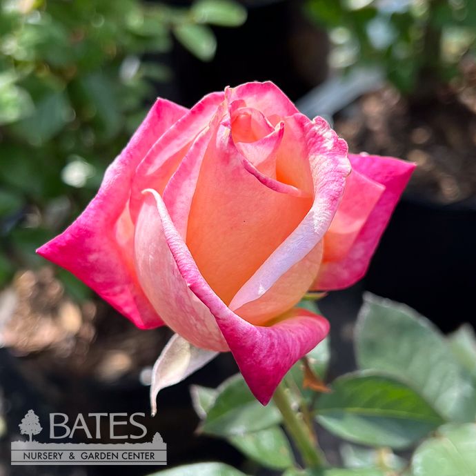 #3 Rosa Broadway/ Yellow and Pink Hybrid Tea Rose - No Warranty
