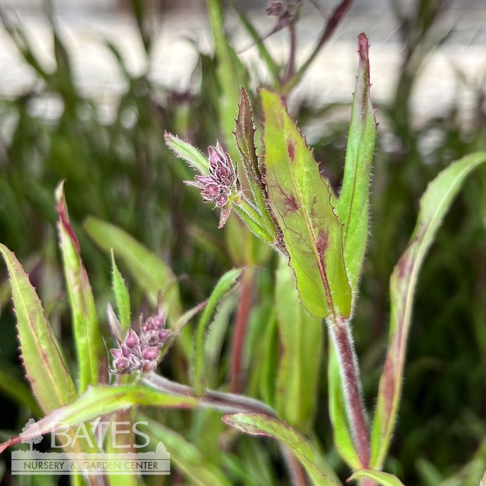 #1 Penstemon x Prairie Twilight/ Purple, White Beardtongue