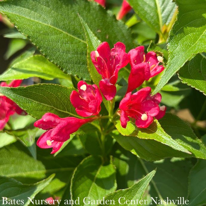 #1 Weigela x All Summer Red (Crimson Kisses)/ Repeat