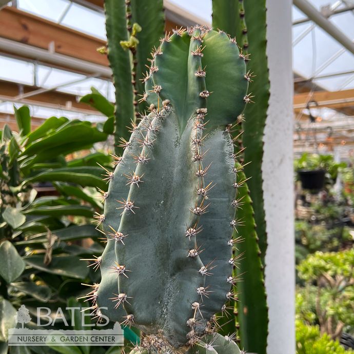 14p! Cactus Cereus Peruvians Spiral /Apple/ Tropical